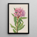 Rhododendron de Californie Rhododendron californicum - Mary Vaux Walcott — gerahmtes Bild an der Wand