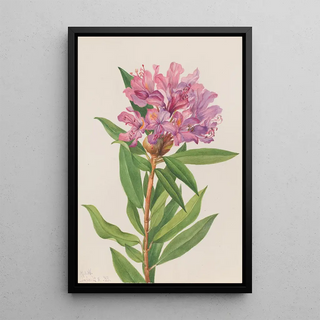 Mary Vaux Walcott - California RoseBay Rhododendron californicum.webp