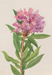 Rhododendron de Californie Rhododendron californicum - Mary Vaux Walcott — Ansicht des Kunstwerks
