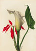 Arum - Mary Vaux Walcott — Ansicht des Kunstwerks