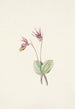 Calypso Cytherea bulbosa - Mary Vaux Walcott — Ansicht des Kunstwerks