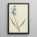 Camas Quamasia quamash - Mary Vaux Walcott — gerahmtes Bild an der Wand