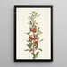 Shepherdie du Canada Lepargyrea canadensis - Mary Vaux Walcott — gerahmtes Bild an der Wand