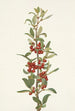 Shepherdie du Canada Lepargyrea canadensis - Mary Vaux Walcott — Ansicht des Kunstwerks