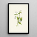 Violette du Canada Viola canadensis - Mary Vaux Walcott — gerahmtes Bild an der Wand