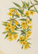 Jasmin de Caroline Gelsemium sempervirens - Mary Vaux Walcott — Ansicht des Kunstwerks