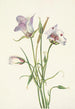 Catalina Mariposa Calochortus catalinae - Mary Vaux Walcott — Ansicht des Kunstwerks