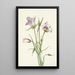 Catalina Mariposa Calochortus catalinae - Mary Vaux Walcott — gerahmtes Bild an der Wand