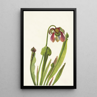 Mary Vaux Walcott - Catesby Pitcherplant Sarracenia catesbaei.webp