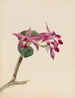 Cattleya fier - Mary Vaux Walcott — Ansicht des Kunstwerks