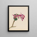 Cattleya fier - Mary Vaux Walcott — gerahmtes Bild an der Wand