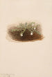 Chiogenes hispidula - Mary Vaux Walcott — Ansicht des Kunstwerks