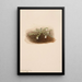 Chiogenes hispidula - Mary Vaux Walcott — gerahmtes Bild an der Wand