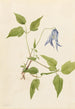 Clématite de Columbia Clematis columbiana - Mary Vaux Walcott — Ansicht des Kunstwerks