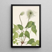 Frucht der Klematis von Columbia Clematis columbiana - Mary Vaux Walcott — gerahmtes Bild an der Wand