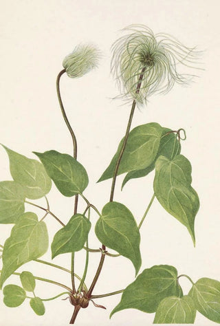 Mary Vaux Walcott - Columbia Clematis fruit Clematis columbiana.webp