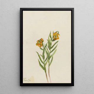 Mary Vaux Walcott - Columbia Lily Lilium columbianum.webp