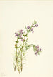 Conradina verticillata - Mary Vaux Walcott — Ansicht des Kunstwerks