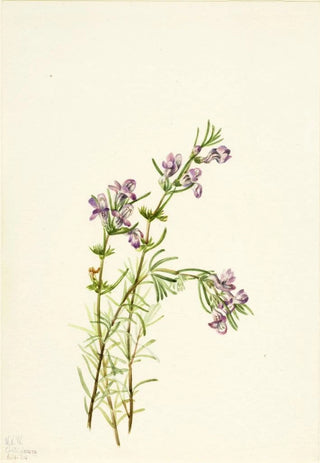 Mary Vaux Walcott - Conradina verticillata.webp