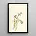 Conradina verticillata - Mary Vaux Walcott — gerahmtes Bild an der Wand