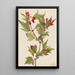 Viorne Cranberry Viburnum pauciflorum - Mary Vaux Walcott — gerahmtes Bild an der Wand