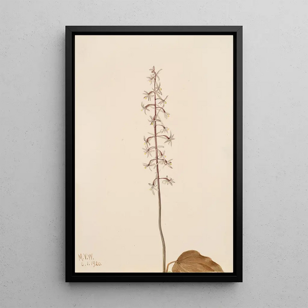 Mary Vaux Walcott - CraneFly Orchis Tipularia uniflora.webp