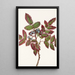 Berberis rampant Berberis repens - Mary Vaux Walcott — gerahmtes Bild an der Wand