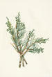 Genévrier rampant Juniperus horizontalis - Mary Vaux Walcott — Ansicht des Kunstwerks