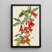 Bignone Anisostichus capreolatus - Mary Vaux Walcott — gerahmtes Bild an der Wand
