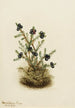 Camarine noire Empetrum nigrum - Mary Vaux Walcott — Ansicht des Kunstwerks