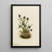 Camarine noire Empetrum nigrum - Mary Vaux Walcott — gerahmtes Bild an der Wand