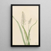 Chrosperma muscaetoxicum - Mary Vaux Walcott — gerahmtes Bild an der Wand