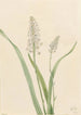 Chrosperma muscaetoxicum - Mary Vaux Walcott — Ansicht des Kunstwerks