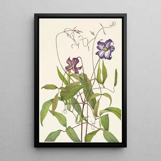 Mary Vaux Walcott - Curly Clematis Clematis crispa.webp