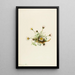 Vergerette à feuilles découpées Erigeron compositus - Mary Vaux Walcott — gerahmtes Bild an der Wand
