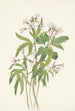 Dentaria laciniata - Mary Vaux Walcott — Ansicht des Kunstwerks