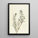 Sauge aus dem Death Valley Salvia funerea - Mary Vaux Walcott — gerahmtes Bild an der Wand