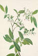 Deerberry Polycodium stamineum - Mary Vaux Walcott — Ansicht des Kunstwerks