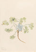 Double Bladderpod Physaria didymocarpa - Mary Vaux Walcott — Ansicht des Kunstwerks