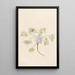 Double Bladderpod Physaria didymocarpa - Mary Vaux Walcott — gerahmtes Bild an der Wand