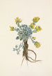 Fleur de Double Bladderpod Physaria didymocarpa - Mary Vaux Walcott — Ansicht des Kunstwerks