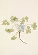Frucht des Doppelblasekapsel Physaria didymocarpa - Mary Vaux Walcott — Ansicht des Kunstwerks