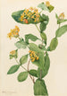 Douglas Lonicera glaucescens Chèvrefeuille Gemälde - Mary Vaux Walcott — Ansicht des Kunstwerks