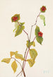 Frucht des Geißblatt von Douglas Lonicera glaucescens - Mary Vaux Walcott — Ansicht des Kunstwerks