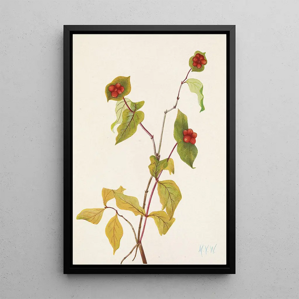 Mary Vaux Walcott - Douglas Honeysuckle fruit Lonicera glaucescens.webp