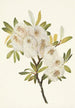 Saule de Drummond Salix drummondiana - Mary Vaux Walcott — Ansicht des Kunstwerks