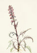 Tête d'éléphant Pedicularis groenlandica - Mary Vaux Walcott — Ansicht des Kunstwerks