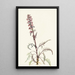 Tête d'éléphant Pedicularis groenlandica - Mary Vaux Walcott — gerahmtes Bild an der Wand