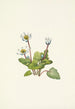 Elkslip Caltha leptosepala - Mary Vaux Walcott — Ansicht des Kunstwerks