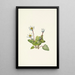 Elkslip Caltha leptosepala - Mary Vaux Walcott — gerahmtes Bild an der Wand